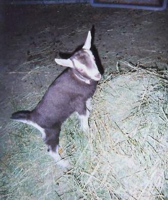 clara's boy attempting to scale the alfalfa tub