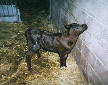 baby beef cow